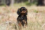 KING CHARLES SPANIEL 165